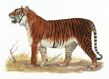 bali, tiger